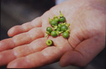 「瓢亭」の梅甘煮（青梅） : 自分だけの京、心尽くしな贈りもの