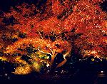 temple sweets、shrine teabreak