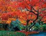 近場で紅葉狩