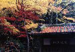 temple sweets、shrine teabreak