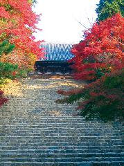 temple sweets、shrine teabreak