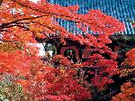 temple sweets、shrine teabreak