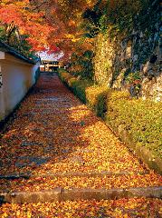 最後の紅葉あれこれ