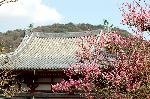 早咲き梅