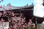 早咲き梅