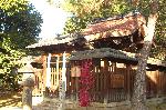 早咲き梅