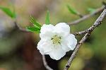 三春を愛でる　/ 梅見・桜見・桃見 : 桃の花・白