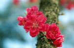 三春を愛でる　/ 梅見・桜見・桃見 : 桃の花・濃紅