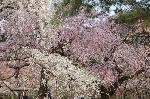 三春を愛でる　/ 梅見・桜見・桃見 : 糸桜・山桜・里桜が乱舞のように咲き誇っている。