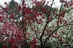 三春を愛でる　/ 梅見・桜見・桃見 : 御苑桃林で満開の三色の桃の花。