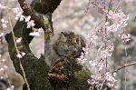 三春を愛でる　/ 梅見・桜見・桃見 : 「我輩は桜見である」
見ての通り猫の花見である。枝垂桜の幹に座り込み日向ぼっこか。
