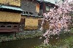 SAKURA 2008 No.1 : お茶屋の簾にお似合いの枝垂桜