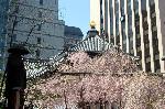 SAKURA 2008 No.1 : 御幸桜に六角堂