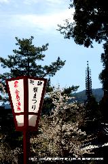 SAKURA 2008 No.1 : 醍醐桜まつり