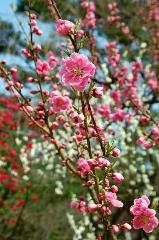 SAKURA 2008 No.1 : 桃の葉のつき方は桜とは違う
