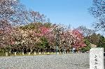 青梅の思い出 : 梅も桃も桜も愛でられる