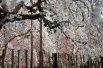 SAKURA 2008 No.1 : 糸桜