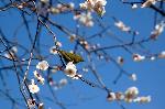 SAKURA 2008 No.1 : 目白は桃より梅が好きなようだ