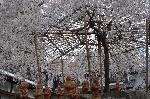 SAKURA 2008 No.1 : 枝垂れ傘の下に羅漢さんがいらっしゃる