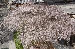 SAKURA 2008 No.1 : 御幸桜を見下ろすと・・・