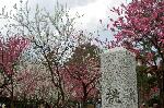 SAKURA 2008 No.1 : 桜ではない桃である