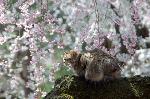 SAKURA 2008 No.1 : 猫の花見