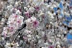 SAKURA 2008 No.1 : 御幸桜/京の春を告げる早咲き枝垂れのひとつ。