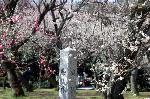 SAKURA 2008 No.1 : こちらは隣の梅林である