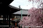 SAKURA 2008 No.2