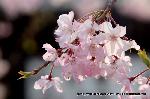 SAKURA 2008 No.2
