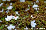 SAKURA 2008 No.2 : 枝垂桜の下は苔むしている