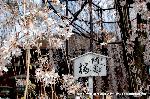 SAKURA 2008 No.2 : おかめ桜