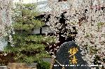 SAKURA 2008 No.2 : 枝垂れ桜の簾のようである