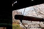 SAKURA 2008 No.2 : 鐘楼よりソメイヨシノを覗う