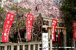 SAKURA 2008 No.2 : 紅枝垂れ蔵とはっきり分かる彩りである