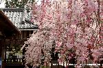 SAKURA 2008 No.2 : 紅の濃淡が楽しめる