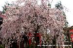 SAKURA 2008 No.2 : 境内狭しと咲き誇る