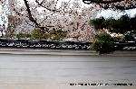 SAKURA 2008 No.2 : 土塀の中には狩野元信の墓地がある