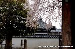 洛中洛外京桜図　一見さんの桜に通の桜編　その一 : 大門の内より振り返ると・・・