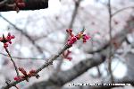 SAKURA 2008 No.2