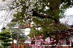 SAKURA 2008 No.2 : 寺町通に並ぶ織田信長の墓地のある浄土宗寺院