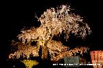 洛中洛外京桜図　一見さんの桜に通の桜　編　その四