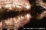 洛中洛外京桜図　一見さんの桜に通の桜　編　その四