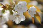 SAKURA 2008 No.3 : 一重と八重の花弁が一緒の枝に咲いている。これが御車返しの桜である。