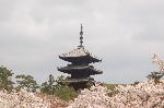 SAKURA 2008 No.3