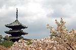 SAKURA 2008 No.3