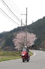 SAKURA 2008 No.3