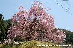 SAKURA 2008 No.4