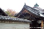 SAKURA 2008 No.4 : 時雨の松に八重の歓喜桜が見える