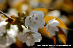 SAKURA 2008 No.4 : 一重と八重の花がひとつの枝に